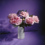 Peonies